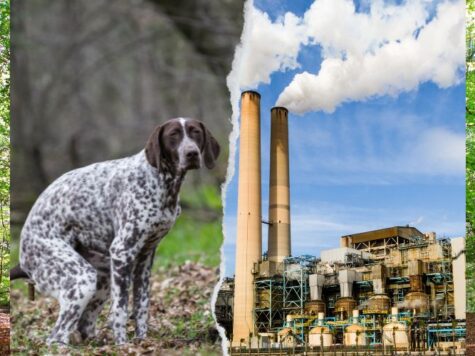 Hondenpoep, het Ulvenhoutse bos en de toekomst van onze industrie